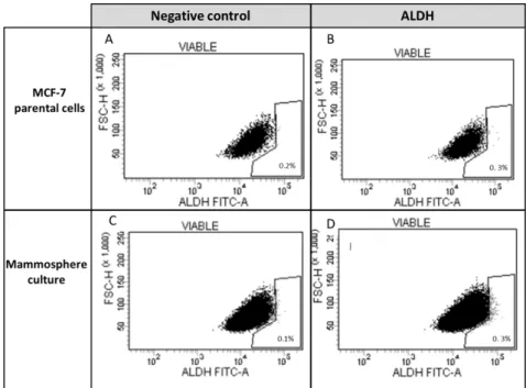 Figure 7. Expression of aldehyde dehydrogenase in parental MCF-7 cells and in mammospheres