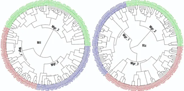 Figure 28 : Dendrogrammes de la CAH des populations géographiques Mgr : morphogroupe 