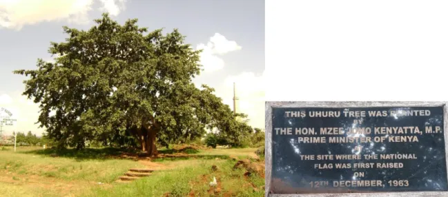 Fig 5:  Mugumo tree planted by President Kenyatta at Uhuru Gardens  