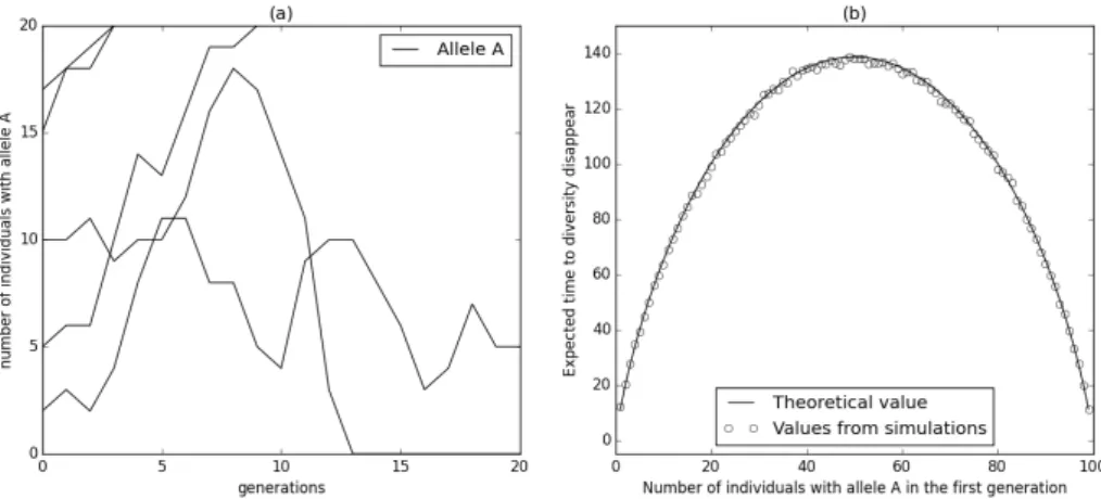 Figure 1.3: (a) Five independent simulations of the number of individuals with allele A in a population of size 20 under the Wright-Fisher model