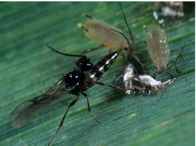 Figure 1.1. Emission de sécrétions corniculaires chez des pucerons attaqués par un parasitoïde  (Photo par B