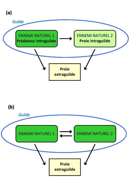 Figure 1.2. Schéma simplifié de prédation intraguilde unidirectionnelle (a) et bidirectionnelle (b)