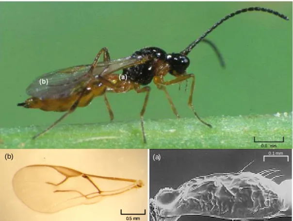 Figure 2.3. Indices de détermination morphologiques d’Aphidius ervi.  