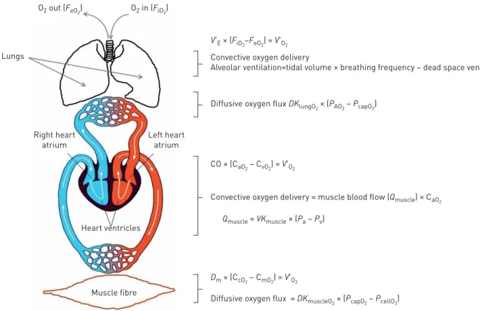 FIGURE 2 Delivery of oxygen (O 2 ) from the outside air into the muscle fibre. In this serial system, O 2 delivery cannot exceed the capacity of its weakest link