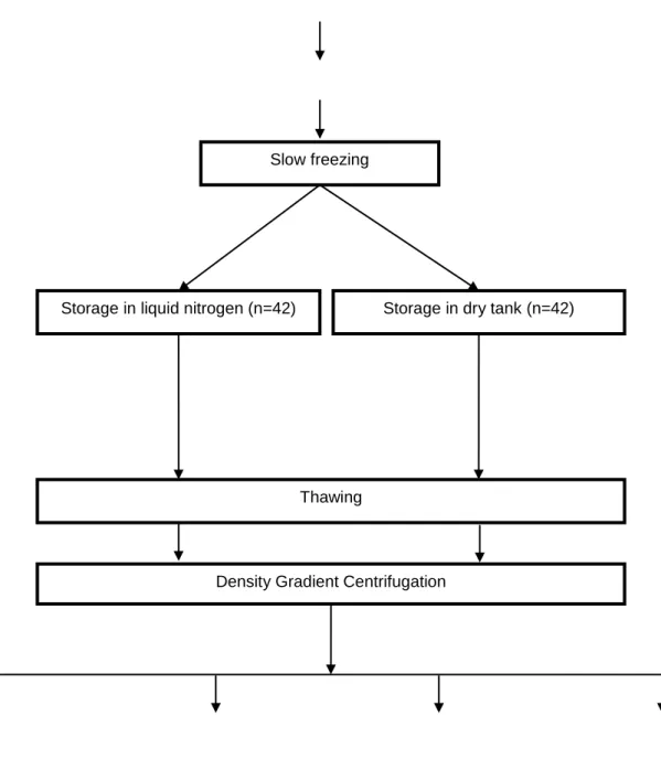 Figure 1: Experimental design and flow chart of the study. 