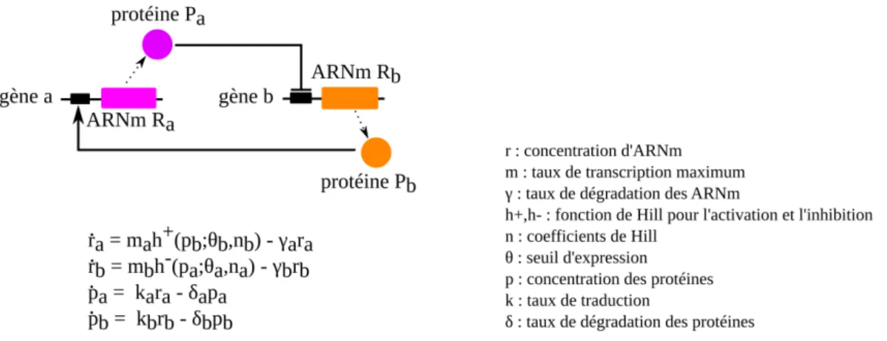 Figure 1.7 – Modélisation par équation différentielle d’un réseau de régula- régula-tion