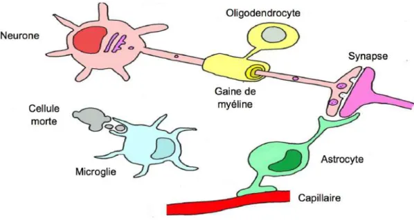 Figure 1 : Schéma de l'organisation des cellules gliales (d’après Jansen 2014). 