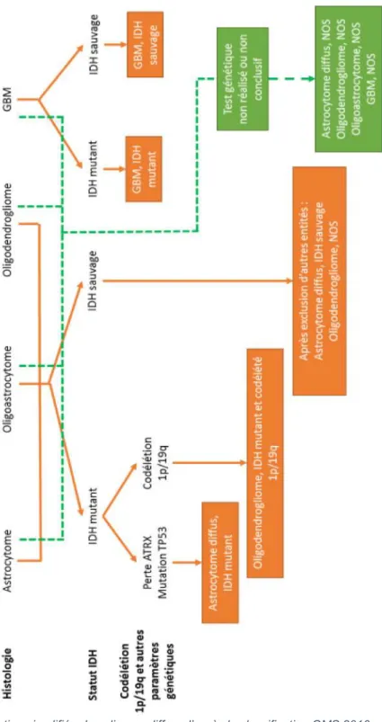 Figure 2 : Classification simplifiée des gliomes diffus, d’après la classification OMS 2016