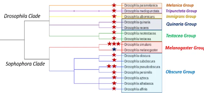 Figure 0.3 : Distribution phylogénétique des espèces de Drosophiles chez lesquelles des distorteurs ont été  identifiés
