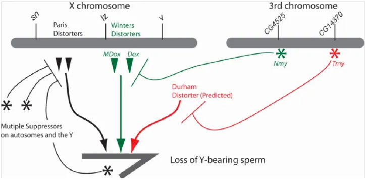 Figure 0.6 : Schéma représentant les acteurs des trois systèmes SR de Drosophila simulans (de Meickeljohn  et Tao 2010)