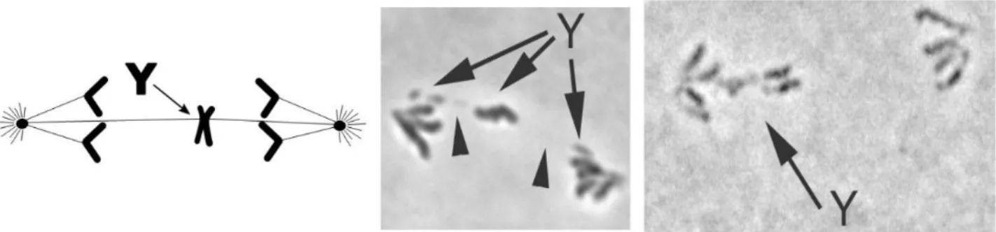 Figure 0.7 : Phénotype cellulaire du système Paris. Non disjonction des chromatides sœurs du chromosome  Y en anaphase de méiose II (Cazemajor et al