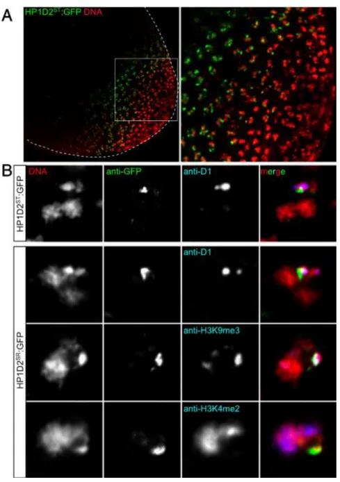 Figure 0.11 :Etude cytologique de la localisation de HP1D2 (Helleu et al. 2016). A. Image de microscopie  confocale montrant l’expression de HP1D2 ST ::GFP dans les testicules