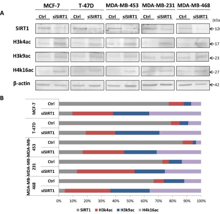 Figure 8: Control of SIRT1 gene silencing with SIRT1-siRNA and its impact on the expression patterns of targeted  epi-marks H3k4ac, H3k9ac and H4k16ac in-vitro