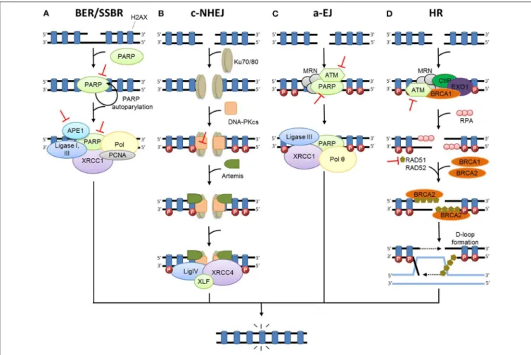 FIGURE 1 | DNA damage repair after radiation therapy. In irradiated cells, a number of DNA lesions are induced including single (SSB) and double-strand breaks (DSB)