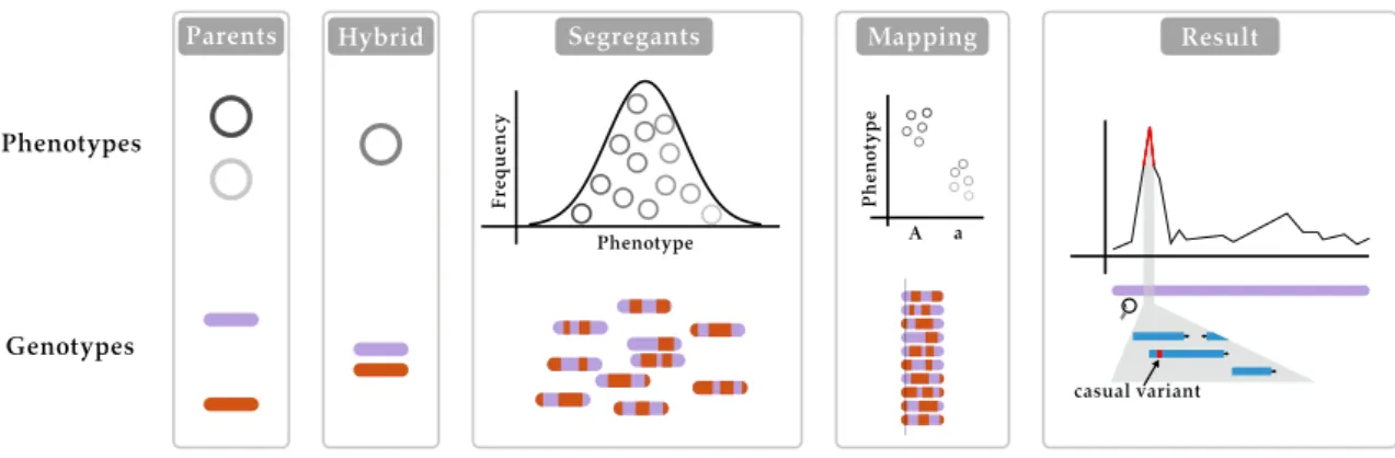 Figure 1.5. QTL mapping in practice. Linkage-based QTL mapping starts with a cross between two (or more) parents, creating a hybrid that has a phenotype which is (usually) intermediate of the two parents