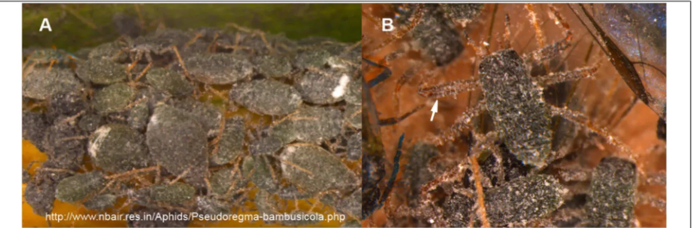 Fig ure  5  |  Photograp hies  de  la  caste  rep rod uctrice  (A)  et  soldat  (B)  d e  l’ esp èce  Pseudoregma  bambusicola ,  le  puce ron  du  ba mbou  de  la  fa mille  des  H orm a phidinae