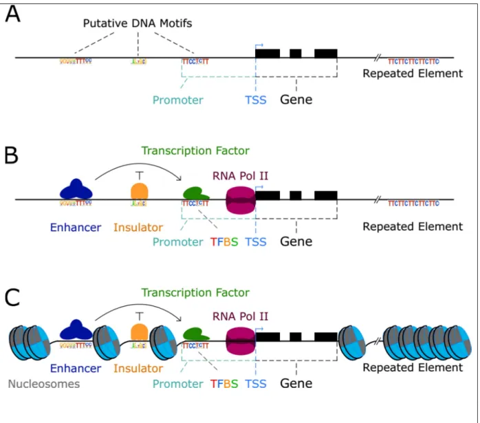 Fig ure  9  |  Rep rése ntation  d e  différe nts  élém e nts  génomiques  affectant  la  transcription  d’ un  g ène  au  nivea u  de  la  structure  bidemsionnelle  de  la  chromatine
