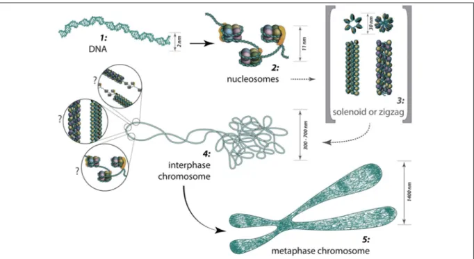 Fig ure  14 |  Les  structures  d’ ordre  supérie ure  de  la  chromatine,  de  l’ AD N  a u  chromosome  de  m éta phas e