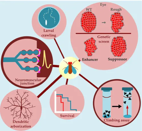 Figure 2. Drosophila is a model to study neurodegenerative diseases. Several neurode- neurode-generative diseases, including amyotrophic lateral sclerosis (ALS), have been modeled in Drosophila via transgenic expression of wildtype or mutated human protein