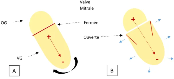 Figure 7 : représentation schématique des facteurs influençant la diastole pendant la relaxation isovolumique (A)  puis le remplissage (B)