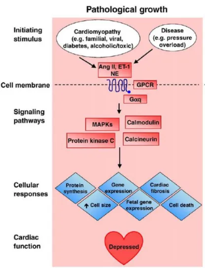 Figure 11 : voie cellulaire  de l’hypertrophie pathologique avec stimulation initiale de  l’Ang II et apparition finale d’une augmentation de la fibrose et de l’apoptose