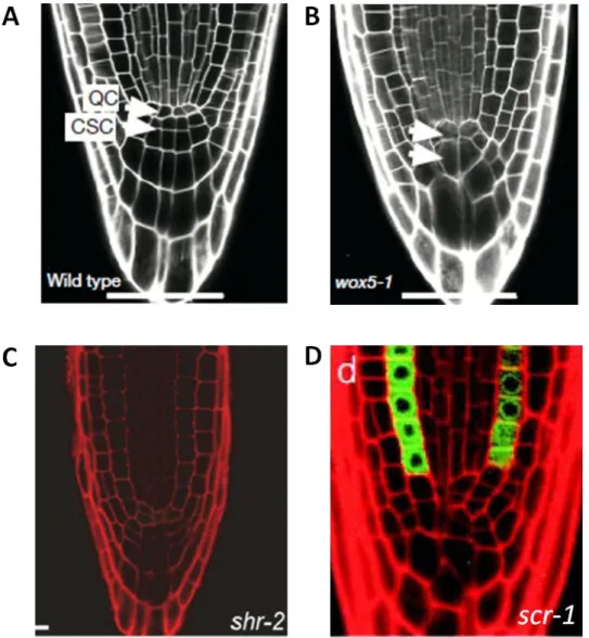 Fig.  In-4.  Phenotypes  of  mutants  with  defects  in  RAM  architecture.  (A)  Root  tip  of  the  wild  type  (Sarkar et al
