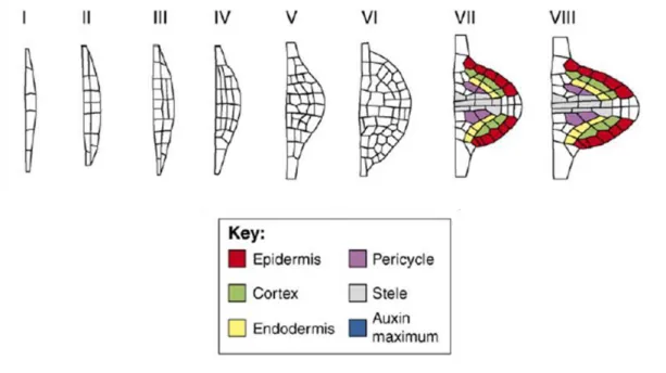 Fig. In-5. Developmental stages during lateral root development (Stages I to VIII) (Peret et al