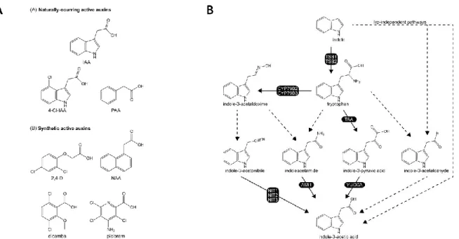 Fig.  In-8.  Auxin  structure  and  biosynthesis  pathways.  (A)  Naturally  occurring  and  synthetic  active  auxins (Korasick et al