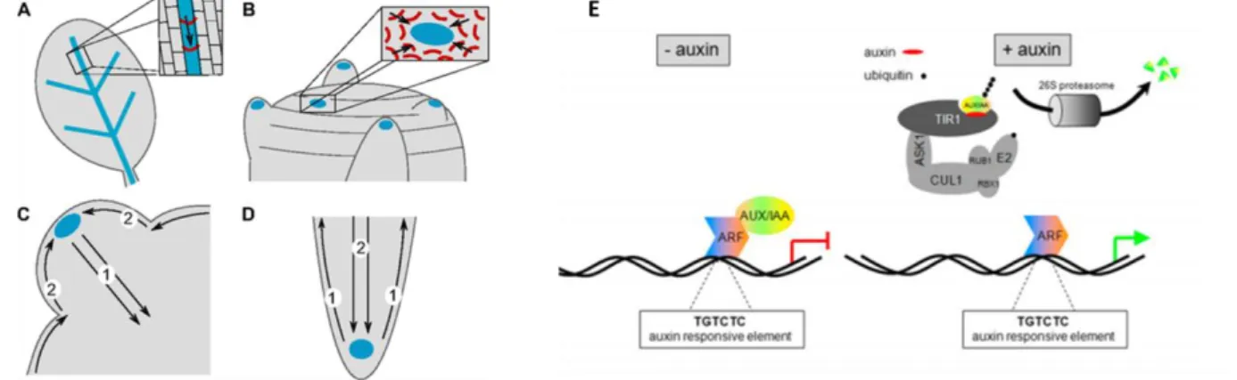 Fig. In-9. PIN distribution and auxin transport in the leaf  (A), the shoot apex (B), in developing shoot  primordium  (C)  and  the  root  apex  (D) (Berkel  et  al