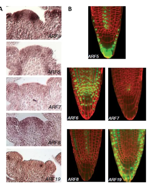 Fig. In-12.  The  expression of ARF activators  in the shoot and root apical meristems