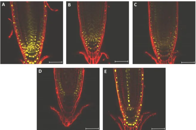 Fig.  1-1.  Expression  of  ARF  activators  in  the  root  tip  of  the  primary  root:  (A)  ARF5,  (B)  ARF6,  (C)  ARF7,  (D) ARF8 and (E)  ARF19