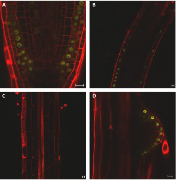 Fig. 1-5. Expression of ARF8 in the meristematic zone of the primary root (A), in the elongation zone  of  the  primary  root  (B),  in  the  older  root  (C)  and  in  the  lateral  root  primordia  (D)