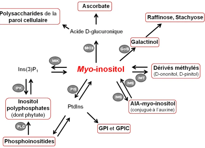 Figure 3. Schéma simplifié des différents dérivés du myo-inositol et de leur biosynthèse chez  les plantes