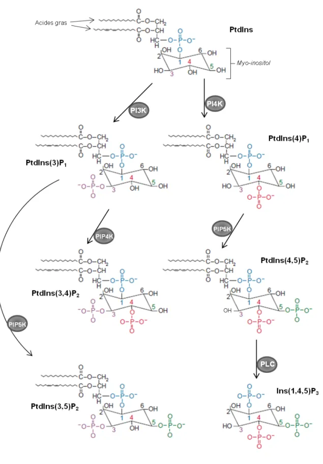 Figure 4. Structure et biosynthèse des phosphoinositides présents chez les plantes, et de  l’Ins(1,4,5)P3 (modifié d’après Stevenson et al