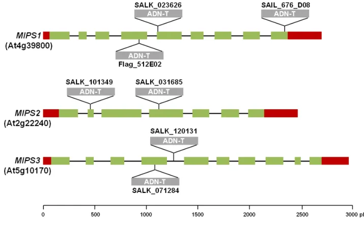 Figure 12. Structure des gènes MIPS1, MIPS2 et MIPS3 chez Arabidopsis. 