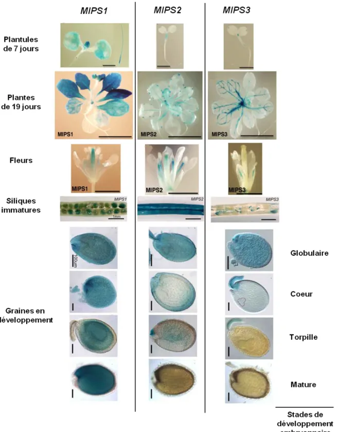 Figure 15. Localisation de l’expression des gènes MIPS par la technique de coloration GUS  dans différents organes d’A.thaliana (d’après Donahue et al