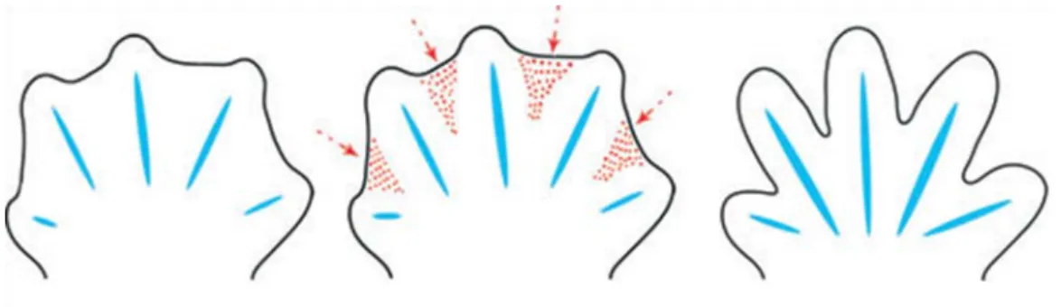Figure 24. Un exemple de MCP: la suppression des cellules interdigitales. 