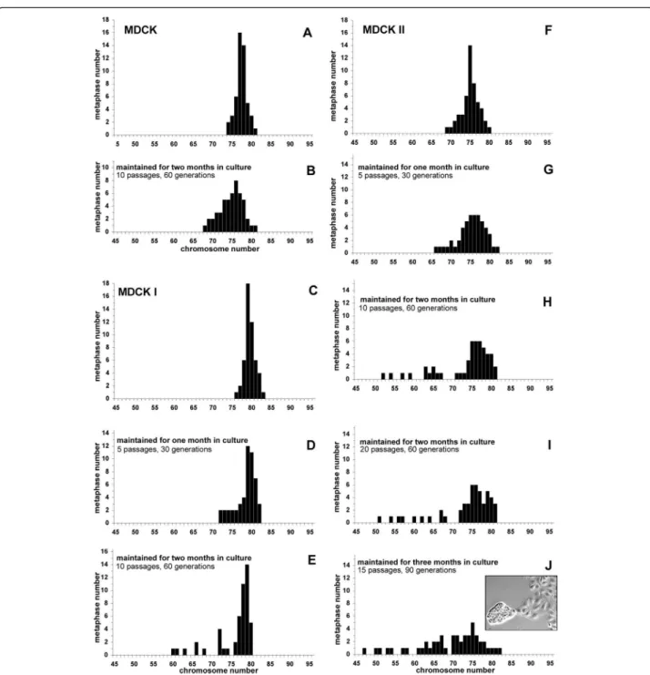 Figure 2 Analysis, and evolution with time in culture, of metaphases of MDCK (A,B), MDCK I (C-E) and MDCK II (F-J) cells
