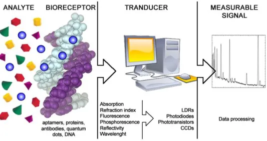 Figure 2. General Scheme of an optical biosensor  29 . 