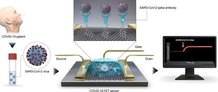 Figure 3. Schematic diagram of COVID-19 FET sensor operation procedure. Graphene as a sensing  material is selected, and SARS-CoV-2 spike antibody is conjugated onto the graphene sheet via 