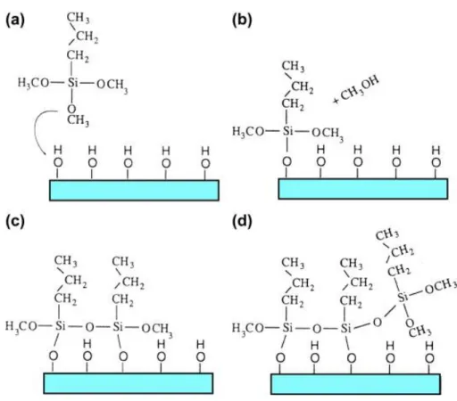 Figure 4: Modification of an hydroxyl surface by silanization: (a) a hydroxylated surface is immersed in a  solution containing n-propyl trimethoxysilane (nPTMS); (b) one of the methoxy groups of the nPTMS couples 