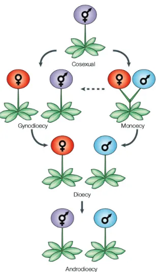 Figure 1: Transitions entre systèmes de reproduction chez les plantes (tiré de Barrett, 2002).