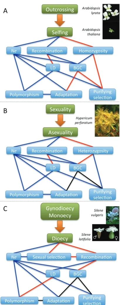Figure 1.1: Summary of the theoretical expectations for the effects of three breeding systems on genome evolution in plants