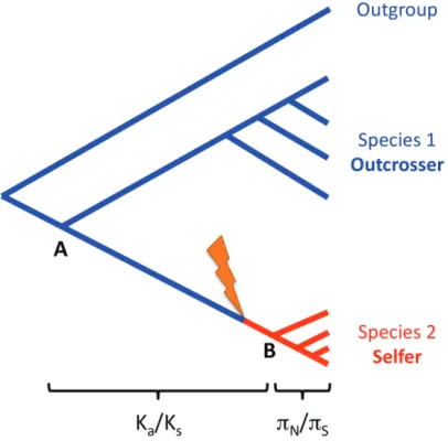 Figure 1.2: Timing of the transition from outcrossing to selﬁng and its effects on divergence and poly- poly-morphism data