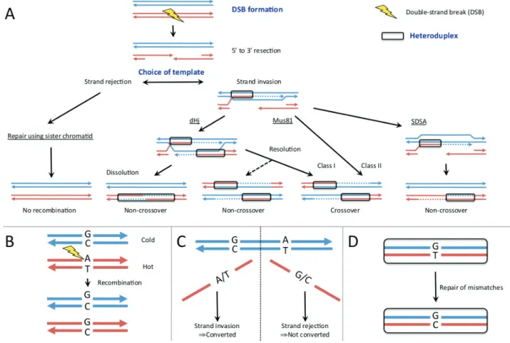 Figure 1.3: Possible mechanisms for biased gene conversion (BGC), ﬁgure adapted from Lesecque et al., 2013