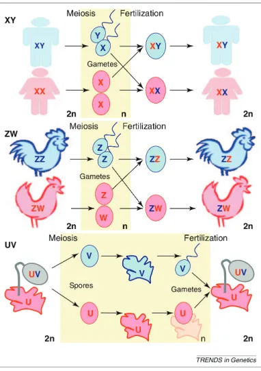 Figure 2.1: Sex chromosome systems: (from Bachtrog et al., 2011) female heterogamety (ZW), male het- het-erogamety (XY) and haplo-diploid system (UV).