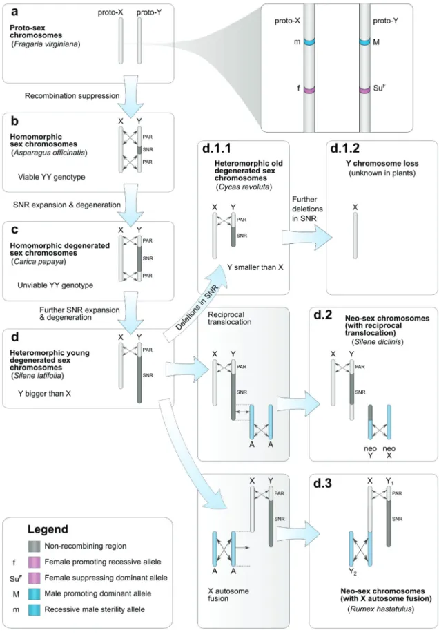 Figure 2.2: Possible stages in XY sex chromosome evolution: note that not all steps are obligatory and that steps are not necessarily correlated with the age of the system