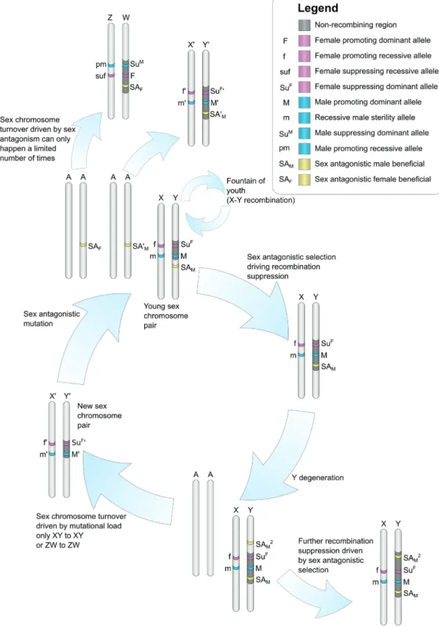 Figure 2.4: Mechanisms of sex chromosome turnover and of absence or presence of recombination sup- sup-pression: Sex antagonistic genes can induce recombination suppression if located on the PAR, resulting in larger SNRs and heteromorphic sex chromosomes (