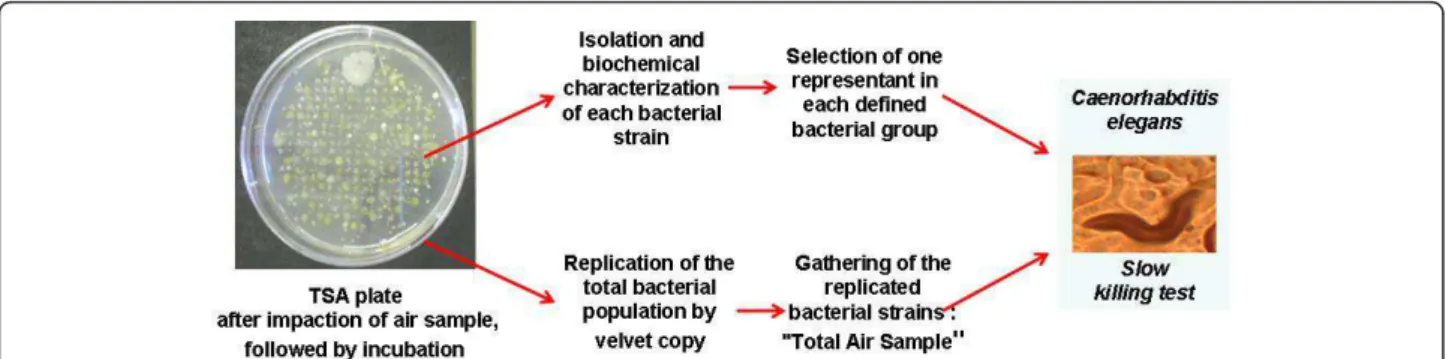 Figure 1 Plotted experimental strategy from collected airborne bacteria to the evaluation of their virulence.