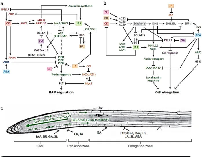 Figure 5 : Contrôle hormonal du développement des racines. (a) Interaction des réponses hormonales dans  le méristème apical de la racine (RAM) dans la zone d’élongation (b) et dans la pointe de racine (c)